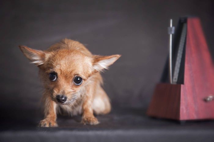 ängstlicher Hund